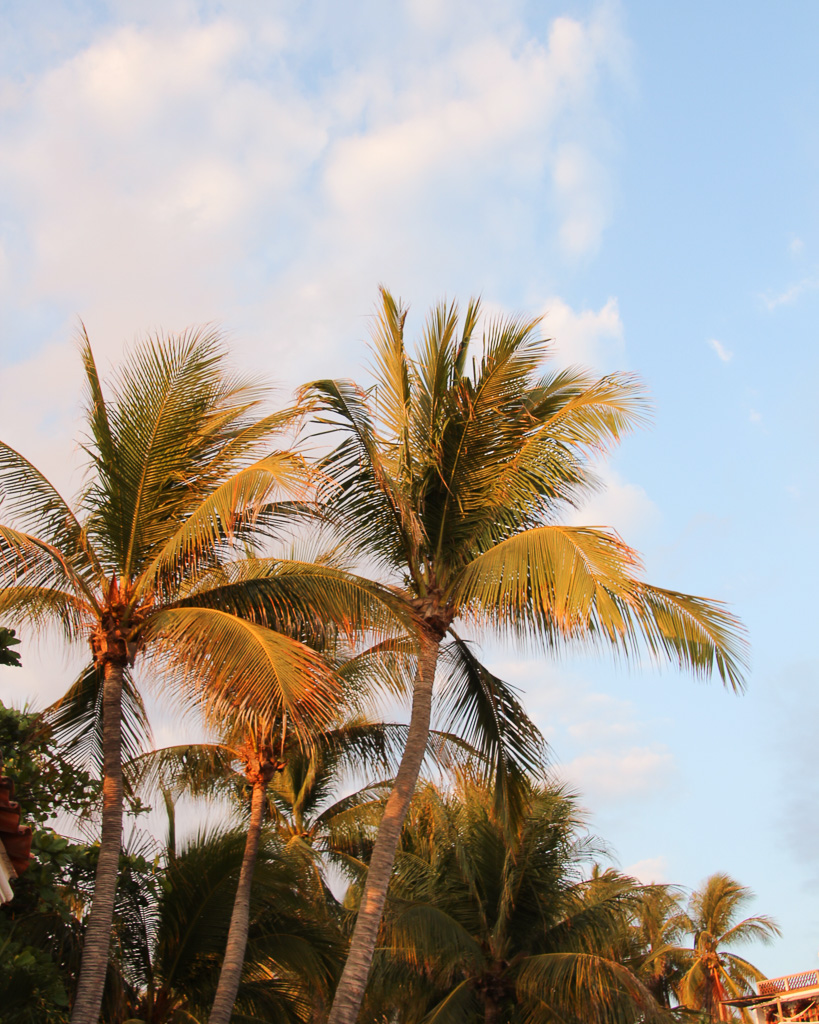 Palms Puerto Escondido